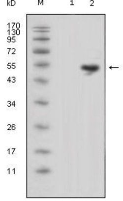 Invitrogen LCN1 Monoclonal Antibody (10B10) 100 &mu;L; Unconjugated:Anticorps,