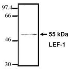 Invitrogen LEF1 Monoclonal Antibody (REMB6):Antibodies:Primary Antibodies