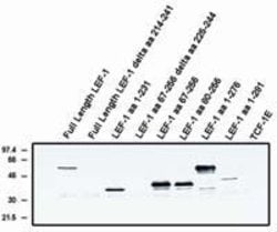 Invitrogen LEF1 (Alternate Exon) Monoclonal Antibody (1C3) 100 &mu;g; Unconjugated:Antibodies,