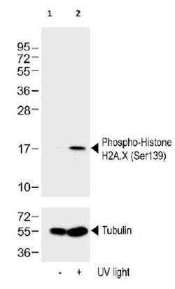 Phospho-Histone H2A.X (Ser139), Polyclonal, Invitrogen 100 &mu;L | Buy Online | Invitrogen | Fisher Scientific