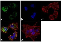 TGM2 Mouse anti-Human, Clone: 2A1, Invitrogen 100 &mu;L; Unconjugated:Antibodies,