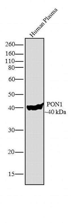 PON1 Mouse anti-Human, Mouse, Rat, Clone: 17A12, Invitrogen 100 &mu;L | Buy Online | Invitrogen | Fisher Scientific