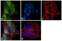 Ubiquitin Mouse anti-Human, Clone: 2A1, Invitrogen 100 &mu;L; Unconjugated:Antibodies,