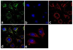 Transthyretin Mouse anti-Human, Clone: 10E1, Invitrogen 100 &mu;L; Unconjugated:Antibodies,