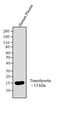 Transthyretin Mouse anti-Human, Clone: 10E1, Invitrogen 100 &mu;L; Unconjugated:Antibodies,