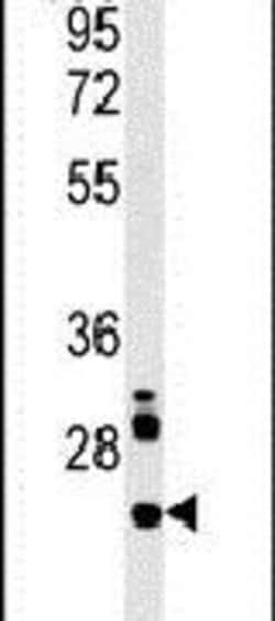LHFPL3 Rabbit anti-Human, Mouse, Polyclonal, Invitrogen 400 &mu;L; Unconjugated:Antibodies,