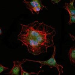 Invitrogen LHX2 Monoclonal Antibody (6G2) 100 &mu;L; Unconjugated:Antibodies,