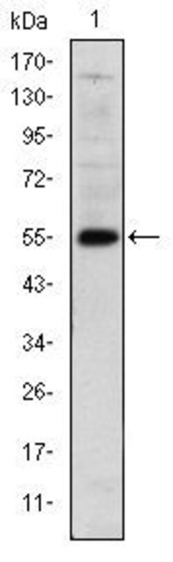 Invitrogen LHX2 Monoclonal Antibody (6G2) 100 &mu;L; Unconjugated:Antibodies,