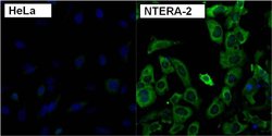 Invitrogen LIN28A Polyclonal Antibody 100 &mu;g; Unconjugated:Antibodies,