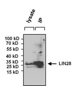 Invitrogen LIN28A Polyclonal Antibody 100 &mu;g; Unconjugated:Antibodies,