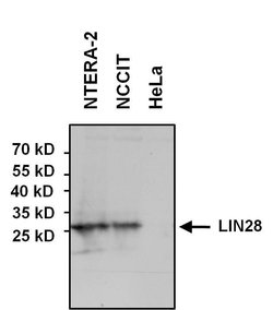 Invitrogen LIN28A Polyclonal Antibody 100 &mu;g; Unconjugated:Antibodies,
