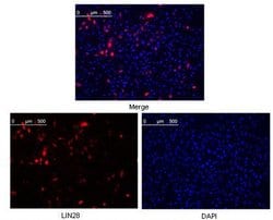 Invitrogen LIN28A Monoclonal Antibody (6D1F9) 100 &mu;L; Unconjugated:Antibodies,