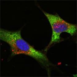 Invitrogen LIN28A Monoclonal Antibody (6D1F9) 100 &mu;L; Unconjugated:Antibodies,