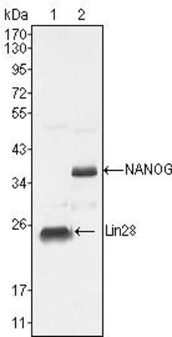 Invitrogen LIN28A Monoclonal Antibody (6D1F9) 100 &mu;L; Unconjugated:Antibodies,
