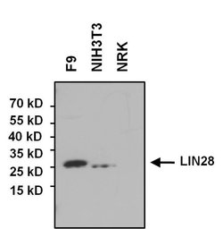 Invitrogen LIN28A Polyclonal Antibody 100 &mu;g; Unconjugated:Antibodies,