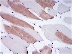 Invitrogen Lamin A/C Monoclonal Antibody (4E7) 100 &mu;L; Unconjugated:Antibodies,