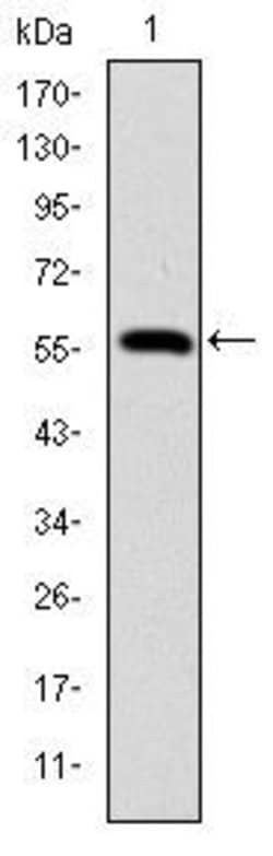 Invitrogen Lamin A/C Monoclonal Antibody (4E7) 100 &mu;L; Unconjugated:Antibodies,