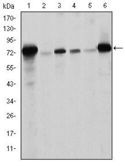 Invitrogen Lamin A/C Monoclonal Antibody (4E7) 100 &mu;L; Unconjugated:Antibodies,