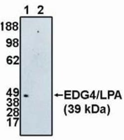 Invitrogen EDG4 Polyclonal Antibody 100 &mu;g; Unconjugated:Antibodies,