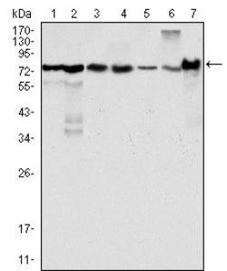 Invitrogen LPP Monoclonal Antibody (8B3A11) 100 &mu;L; Unconjugated:Antibodies,