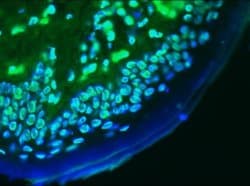 Invitrogen Lamin A/C Monoclonal Antibody (131C3) 100 &mu;g; Unconjugated:Antibodies,