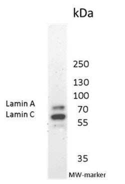 Invitrogen Lamin A/C Monoclonal Antibody (131C3) 100 &mu;g; Unconjugated:Antibodies,