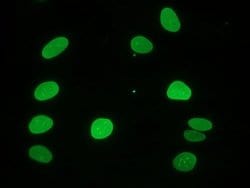 Invitrogen Lamin A Monoclonal Antibody (133A2) 100 &mu;g; Unconjugated:Antibodies,