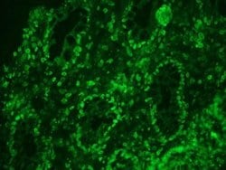 Invitrogen Lamin A Monoclonal Antibody (133A2) 100 &mu;g; Unconjugated:Antibodies,