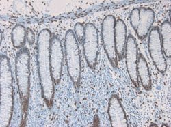 Invitrogen Lamin A Monoclonal Antibody (133A2) 100 &mu;g; Unconjugated:Antibodies,
