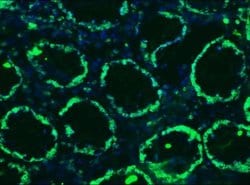 Invitrogen Lamin B1 Monoclonal Antibody (119D5-F1) 100 &mu;L; Unconjugated:Antibodies,