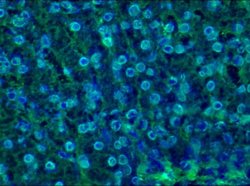 Invitrogen Lamin B1 Monoclonal Antibody (119D5-F1) 100 &mu;L; Unconjugated:Antibodies,