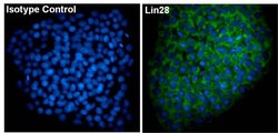 Invitrogen LIN28A Monoclonal Antibody (14E6-4E6), DyLight 488 100 &mu;L | Buy Online | Invitrogen&trade; | Fisher Scientific