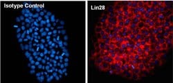 Invitrogen LIN28A Monoclonal Antibody (14E6-4E6), DyLight 650 100 &mu;L;