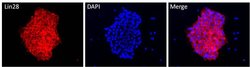 Invitrogen LIN28A Polyclonal Antibody 100 &mu;g; Unconjugated:Antibodies,