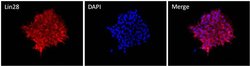 Invitrogen LIN28A Polyclonal Antibody 100 &mu;g; Unconjugated:Antibodies,