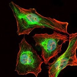 Invitrogen&trade;&nbsp;Lplunc1 Monoclonal Antibody (4H2)