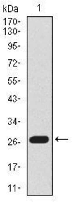 Invitrogen Lplunc1 Monoclonal Antibody (1F11E3) 100 &mu;g; Unconjugated:Antibodies,