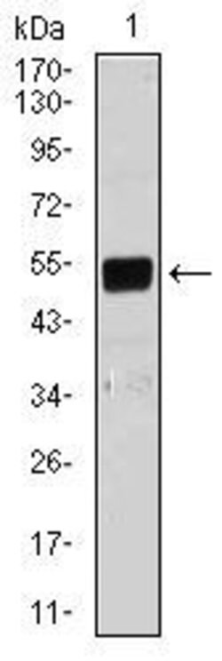 Invitrogen Lplunc1 Monoclonal Antibody (1F11E3) 100 &mu;g; Unconjugated:Antibodies,