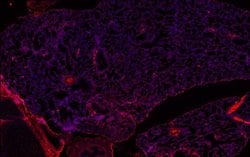 Invitrogen LRP1 Monoclonal Antibody (A2MR-beta-1) 100 &mu;g; Unconjugated:Antibodies,