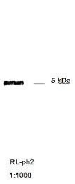 Invitrogen M13 phage coat protein g8p Monoclonal Antibody (RL-ph2) 100