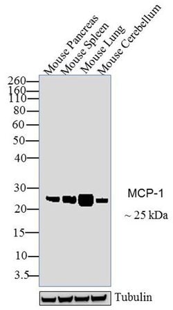 MCP-1 Monoclonal Antibody (E10052):Antibodies, Monoclonal