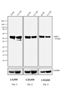 Invitrogen Goat anti-Mouse IgG2a Secondary Antibody, Biotin 500 &mu;L;