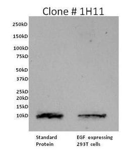 Invitrogen EGF Monoclonal Antibody (1H11) 200 &mu;g; Unconjugated:Antibodies,