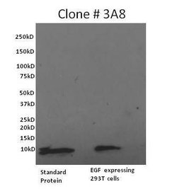 Invitrogen EGF Monoclonal Antibody (3A8) 200 &mu;g; Unconjugated:Antibodies,