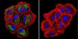 Invitrogen™ TRAP1 Monoclonal Antibody (TRAP1-6)