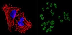 Invitrogen SOX2 Monoclonal Antibody (20G5), DyLight 488 100 &mu;L; DyLight