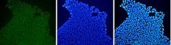 Invitrogen SOX2 Monoclonal Antibody (20G5), DyLight 488 100 &mu;L; DyLight