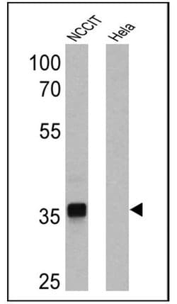 Invitrogen SOX2 Monoclonal Antibody (20G5), HRP 100 &mu;L; HRP:Antibodies,