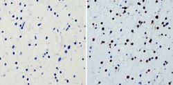 Invitrogen SOX2 Monoclonal Antibody (20G5) 100 &mu;g; Unconjugated:Antibodies,