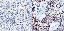 Invitrogen SOX2 Monoclonal Antibody (20G5) 100 &mu;g; Unconjugated:Antibodies,